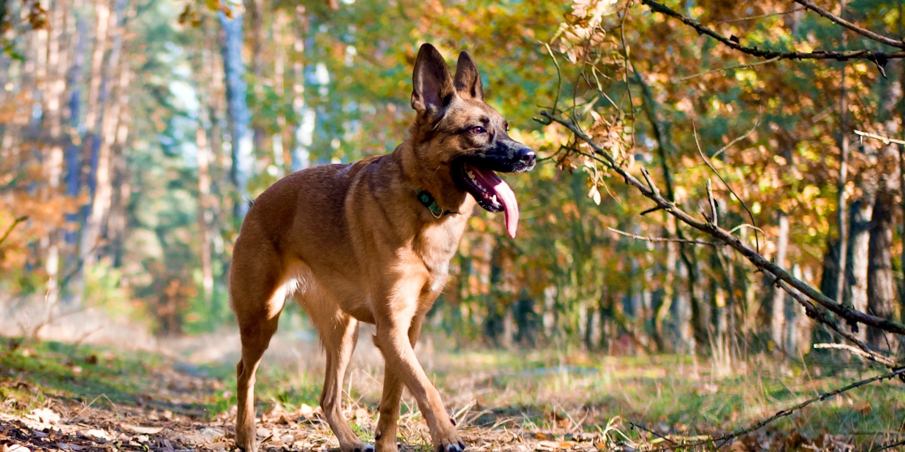 Unveiling the Belgian Malinois’ Remarkable Personality